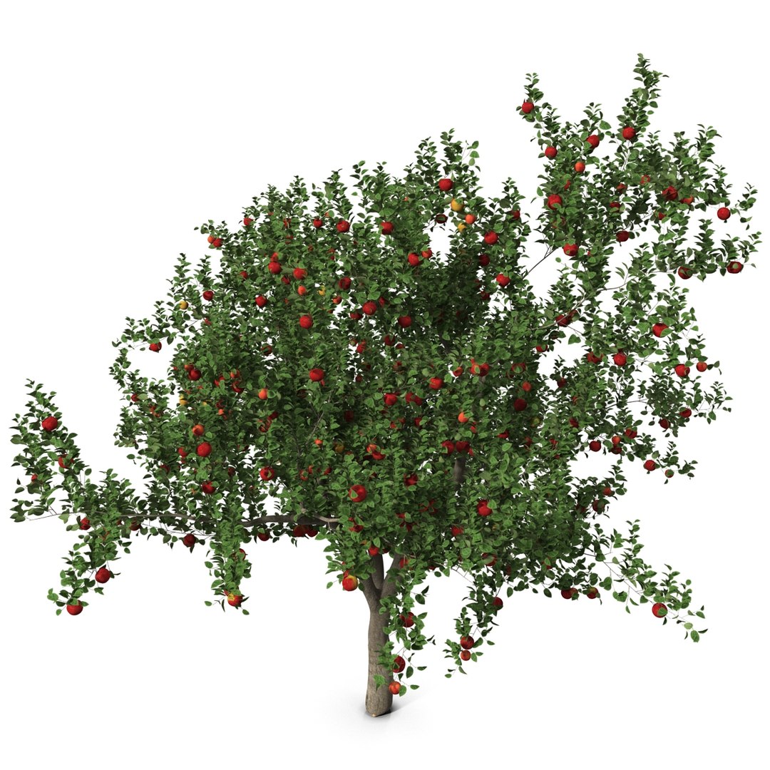 3d apple tree model https://p.turbosquid.com/ts-thumb/Ii/f6PXOQ/UHPC57dO/appletree_14/jpg/1393284078/1920x1080/fit_q87/15f53480fdd4e3d8dc47d3ce8160341790894d99/appletree_14.jpg