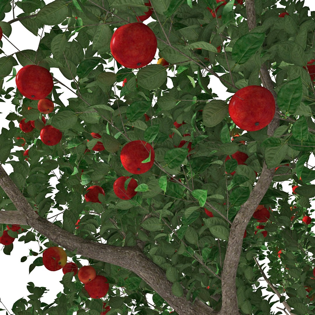 3d apple tree model https://p.turbosquid.com/ts-thumb/Ii/f6PXOQ/rCYvPGzA/appletree_19/jpg/1393284100/1920x1080/fit_q87/e22cf4a5b8a81117c13406cc3d4ae4a359db043a/appletree_19.jpg