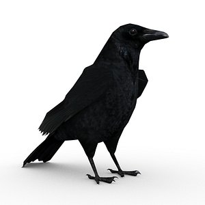 Carrion Crow Animated