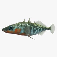 Threespine stickleback