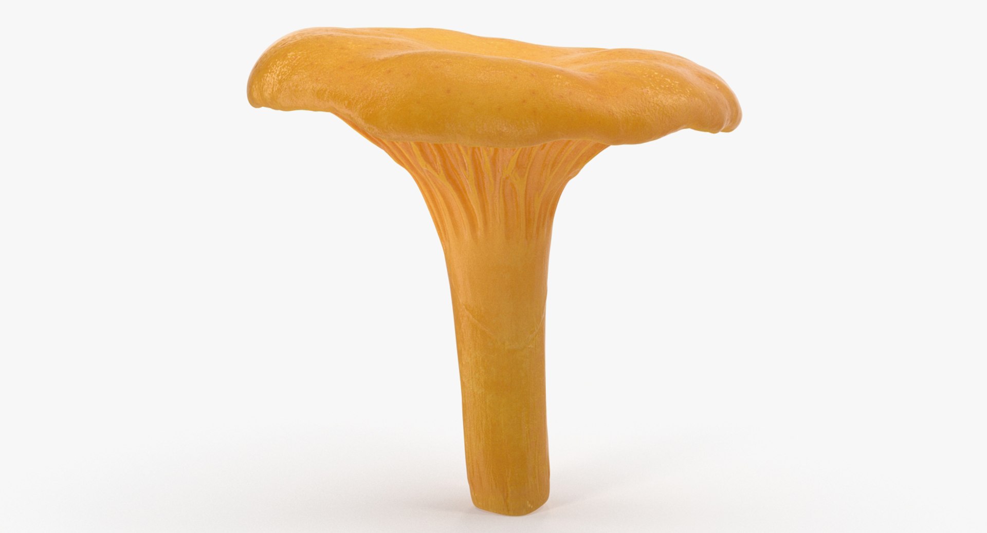 Young Yellow Chanterelle 3D Model 3D model preview