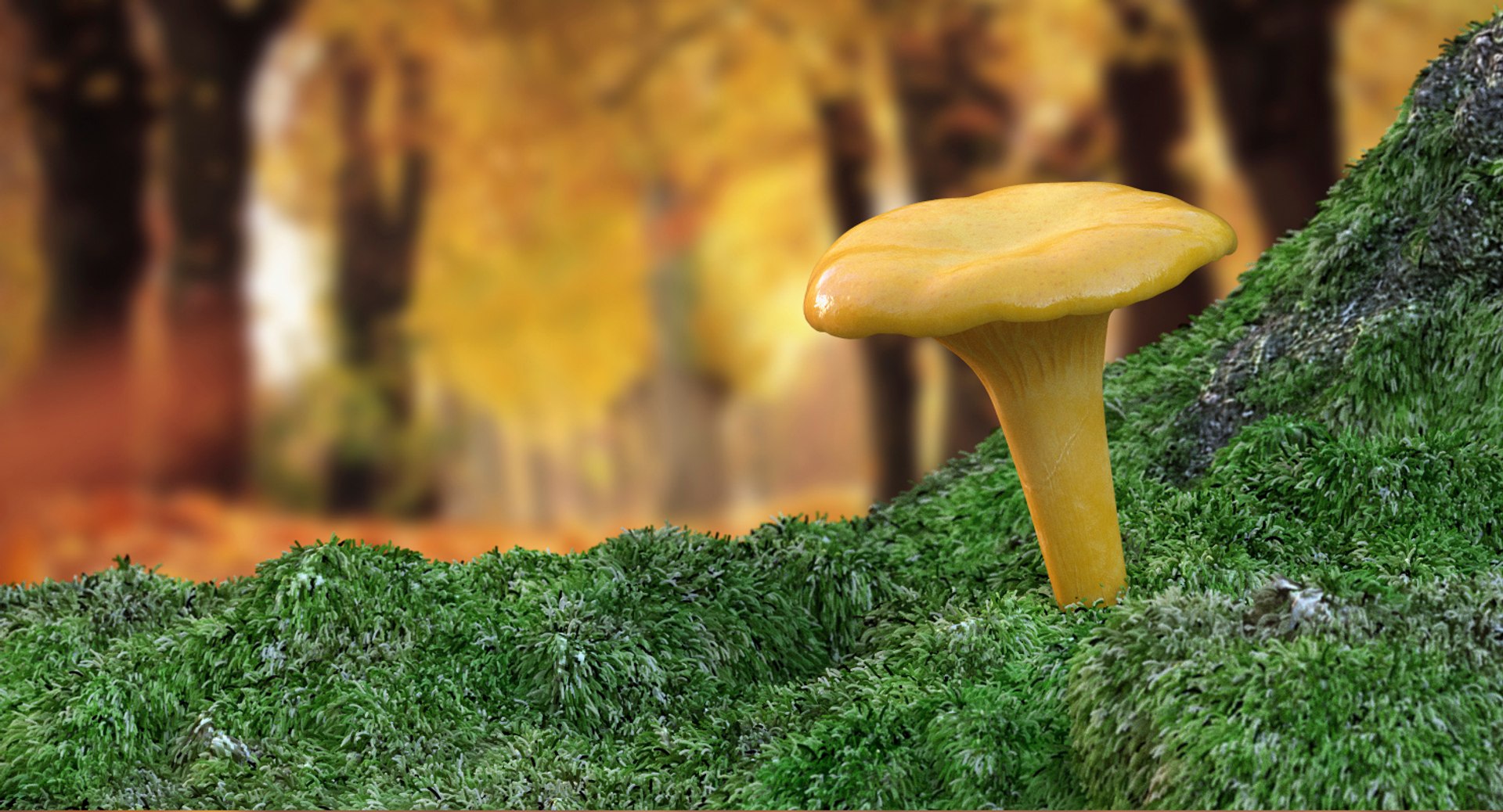 3D model young yellow chanterelle https://p.turbosquid.com/ts-thumb/Ii/tbRn7g/FdwjEkNN/youngyellowchanterellemb3dmodel002/jpg/1525553615/1920x1080/fit_q87/5a4d7c9d27b62ec2aff782ba1689642cf8769af4/youngyellowchanterellemb3dmodel002.jpg