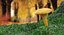 Young Yellow Chanterelle 3D Model