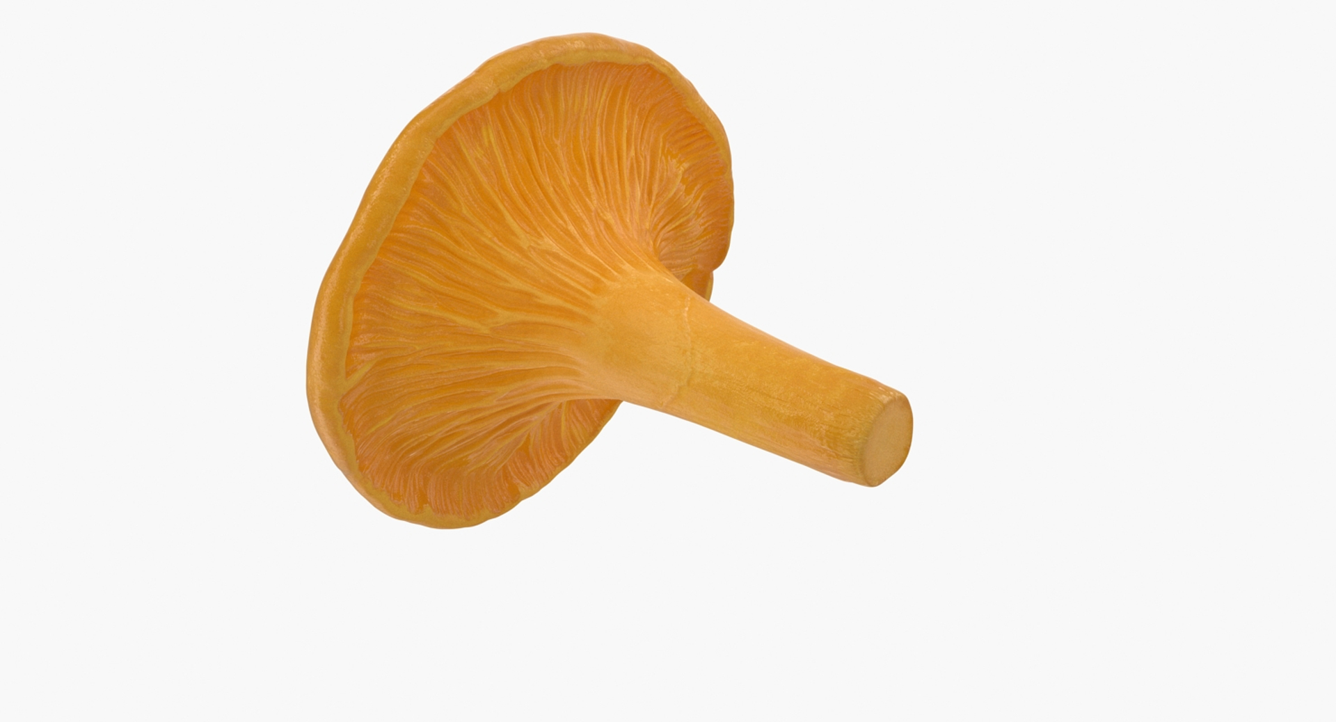3D model young yellow chanterelle https://p.turbosquid.com/ts-thumb/Ii/tbRn7g/MENxDUEz/young_yellow_chanterelle_360/jpg/1525553092/1920x1080/turn_fit_q99/33e0a58353ab0ef9465d05a3dfb30dcd3f093dbf/young_yellow_chanterelle_360-1.jpg