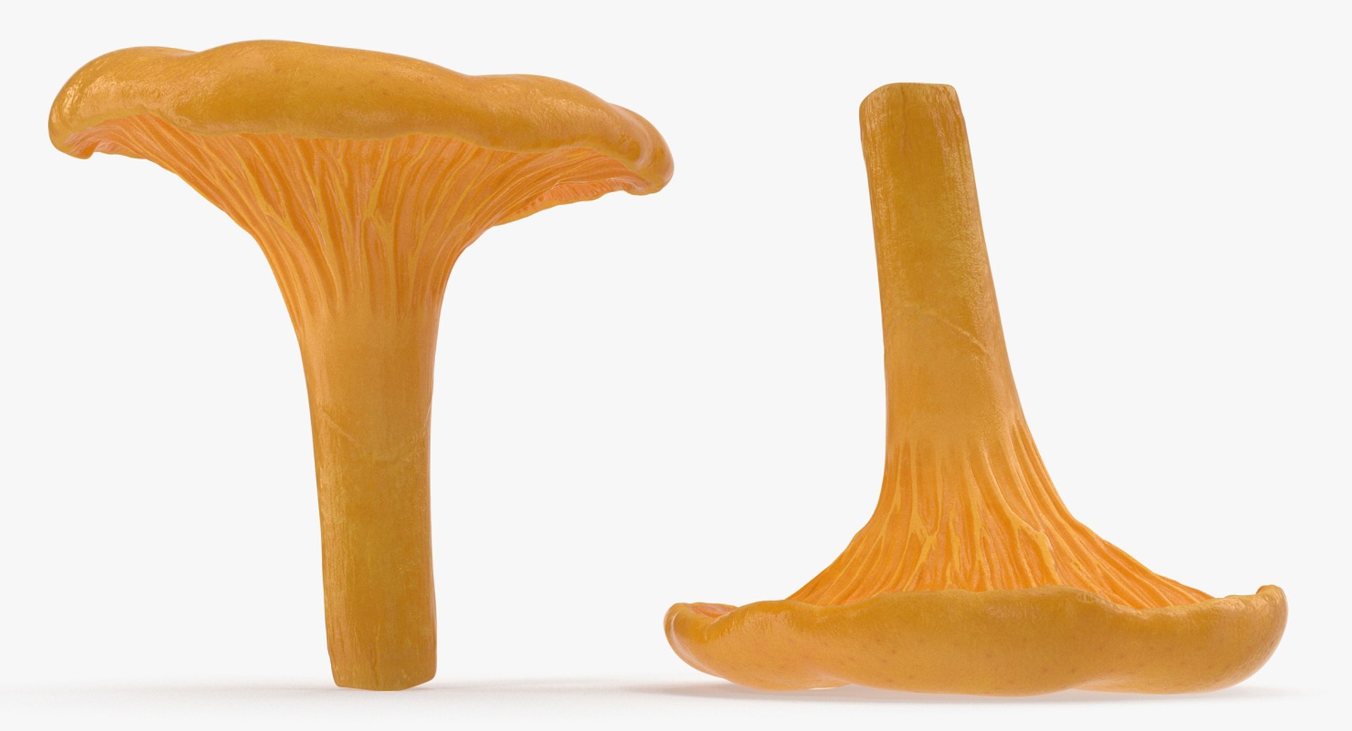 3D model young yellow chanterelle https://p.turbosquid.com/ts-thumb/Ii/tbRn7g/NmahKH6R/youngyellowchanterellemb3dmodel003/jpg/1525553619/1920x1080/fit_q87/8933fc5f9b53293c15129d9506c265d9736a6237/youngyellowchanterellemb3dmodel003.jpg