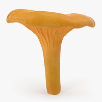 Young Yellow Chanterelle 3D Model