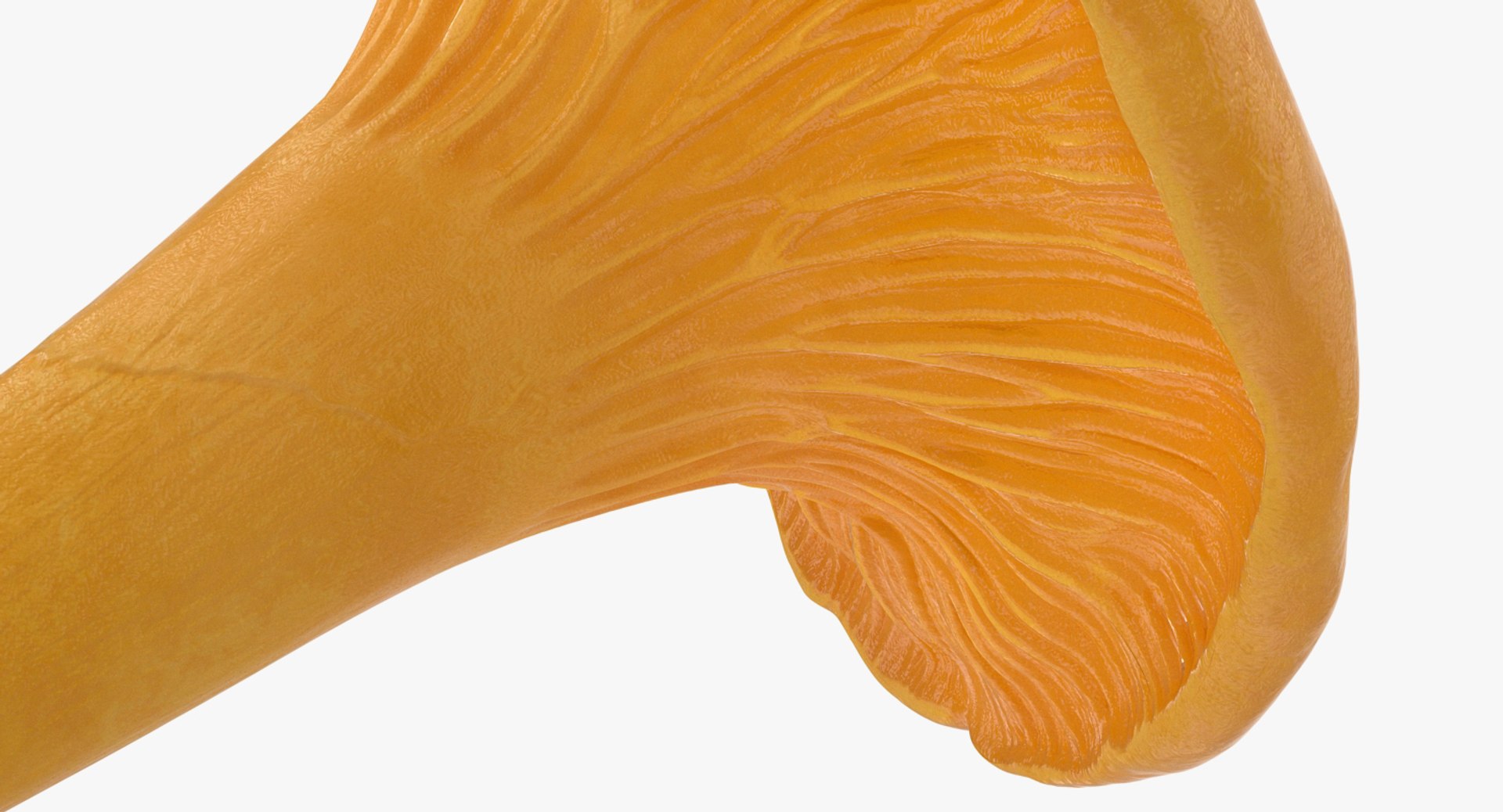 3D model young yellow chanterelle https://p.turbosquid.com/ts-thumb/Ii/tbRn7g/oVY03jsO/youngyellowchanterellemb3dmodel005/jpg/1525553625/1920x1080/fit_q87/9b60cd38d230e269fbc8b7424c749a8bebbc174b/youngyellowchanterellemb3dmodel005.jpg