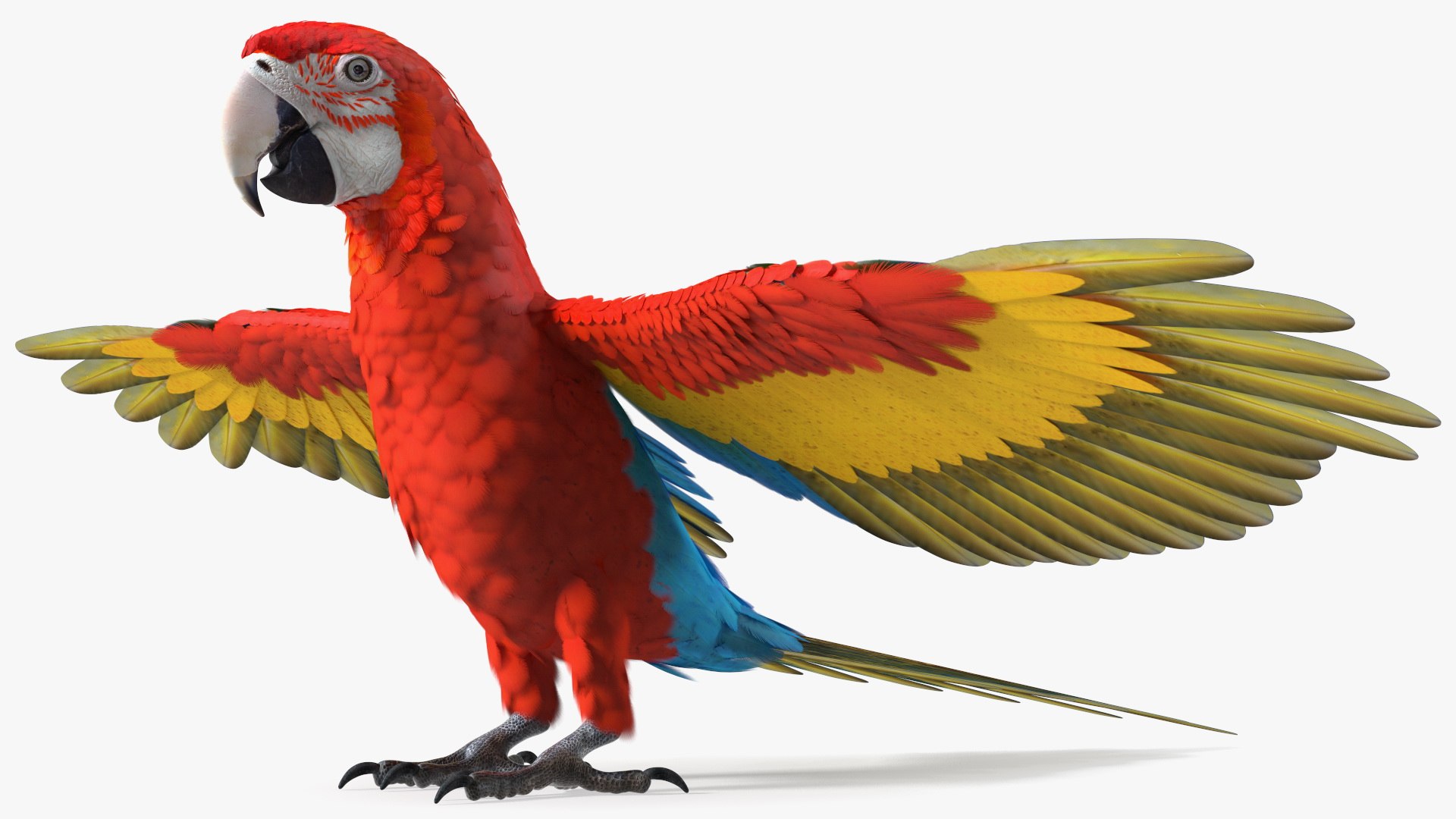 Red and Green Macaw Parrot Neutral Pose 3D model preview