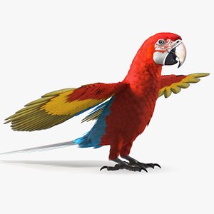 Red and Green Macaw Parrot Neutral Pose