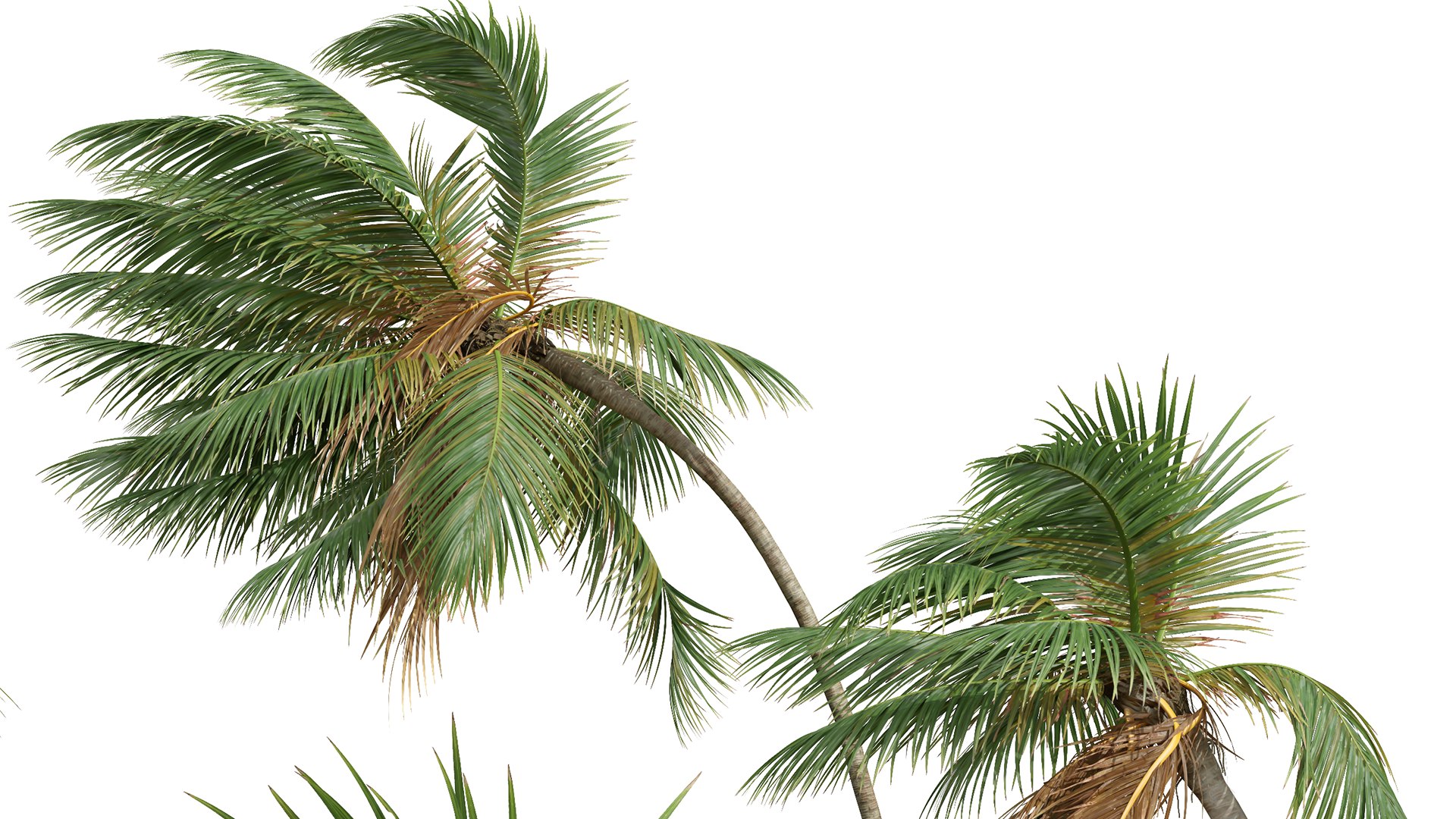 3D model New Plant High detail Cocos Nucifera Medium Windy https://p.turbosquid.com/ts-thumb/Ii/zsyMeU/1A/z05/png/1707119831/1920x1080/fit_q87/86f0d79cb2e781600d518ff432af9569b8af5f43/z05.jpg