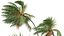 Nowa roślina Wysoka szczegółowość Cocos Nucifera Medium Windy