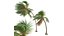 Nowa roślina Wysoka szczegółowość Cocos Nucifera Medium Windy