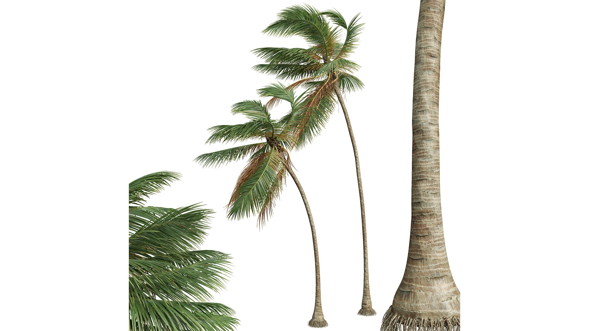 3D model New Plant High detail Cocos Nucifera Medium Windy https://p.turbosquid.com/ts-thumb/Ii/zsyMeU/8a/z03/png/1707119830/1920x1080/fit_q87/232f275fed6dc0ac11805c3b6eca5de4f159be4b/z03.jpg