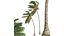 Nowa roślina Wysoka szczegółowość Cocos Nucifera Medium Windy