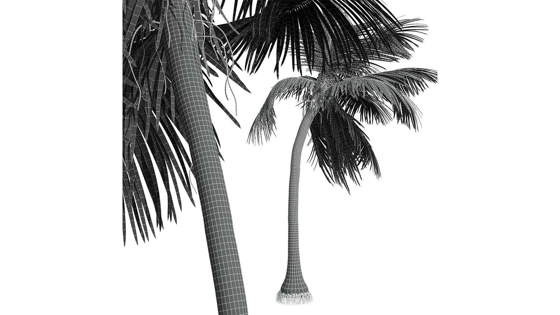 3D model New Plant High detail Cocos Nucifera Medium Windy https://p.turbosquid.com/ts-thumb/Ii/zsyMeU/Yq/z04/png/1707119831/1920x1080/fit_q87/5b62c79e36dab2f66578a94b61ddc54da39a5f21/z04.jpg