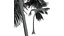 Nowa roślina Wysoka szczegółowość Cocos Nucifera Medium Windy