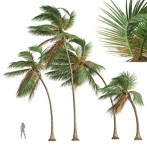 3D model New Plant High detail Cocos Nucifera Medium Windy