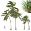 Nowa roślina Wysoka szczegółowość Cocos Nucifera Medium Windy