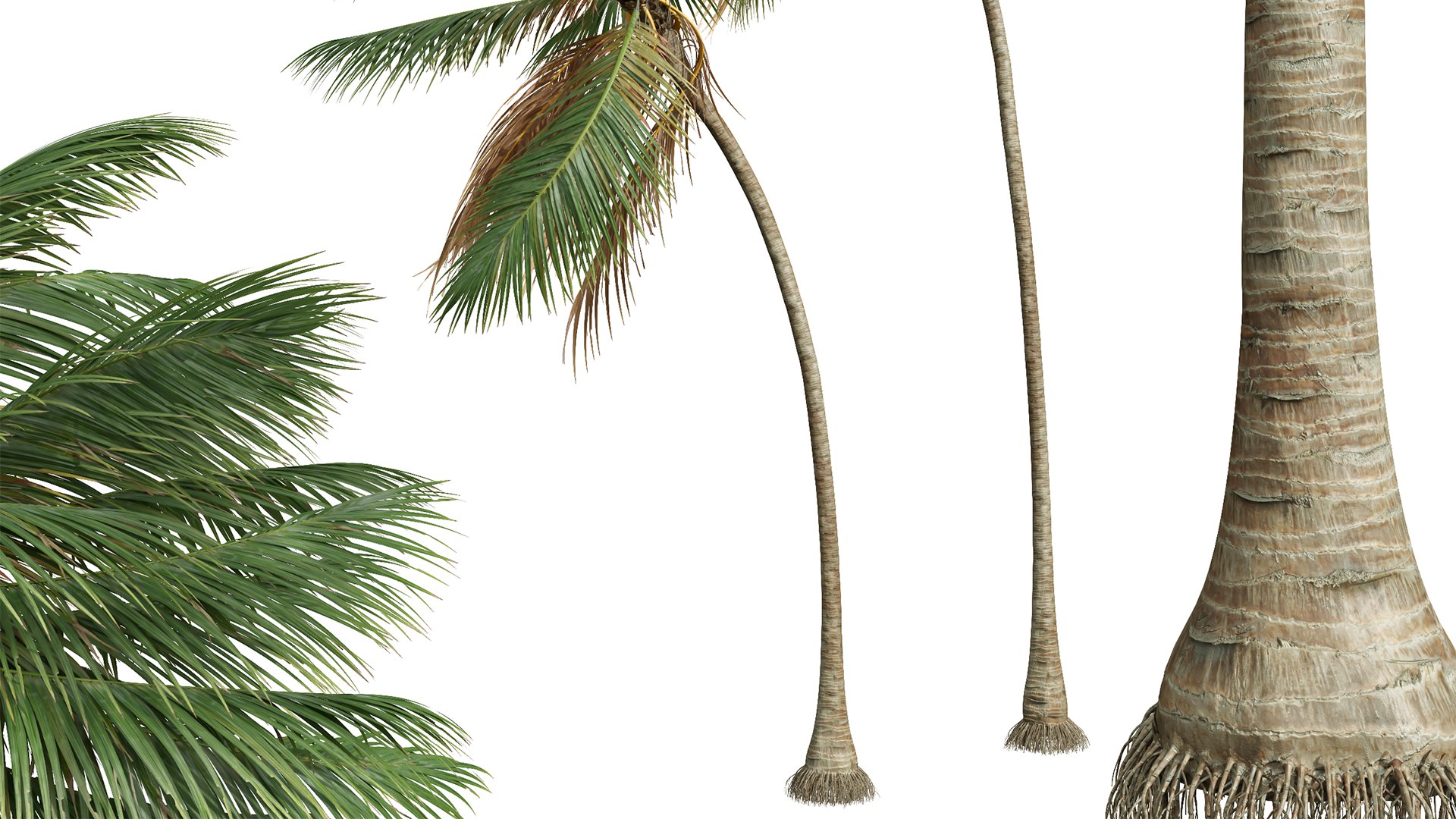 3D model New Plant High detail Cocos Nucifera Medium Windy https://p.turbosquid.com/ts-thumb/Ii/zsyMeU/pm/z06/png/1707119833/1920x1080/fit_q87/811b7903922a3ec99a431c6979a66d293c7c9d02/z06.jpg