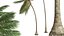 Nowa roślina Wysoka szczegółowość Cocos Nucifera Medium Windy