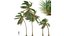 Nowa roślina Wysoka szczegółowość Cocos Nucifera Medium Windy