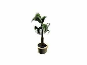 Pot of Palm