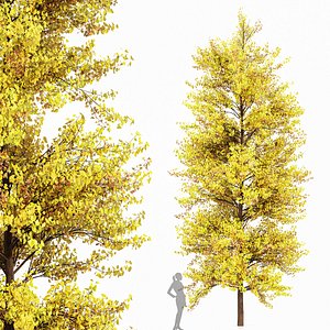 3D model Maidenhair Tree Ginkgo Biloba Fall
