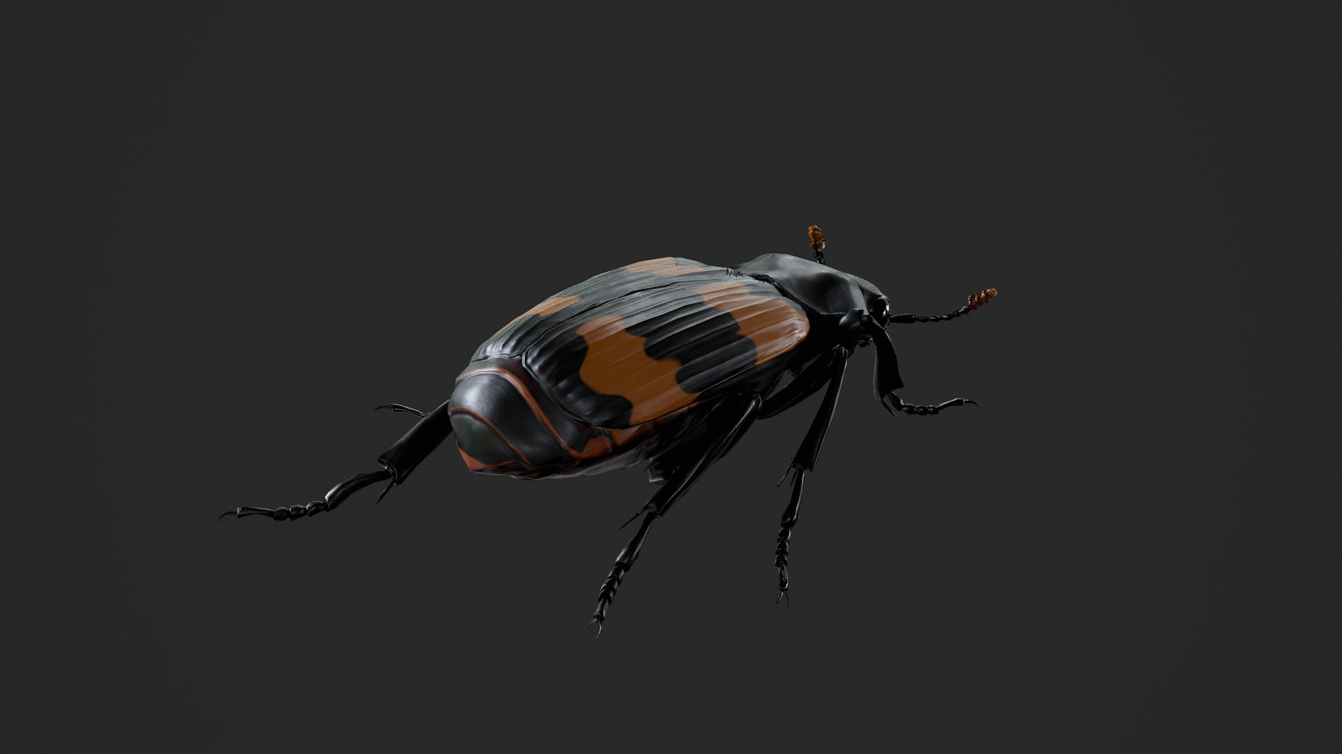 3D Burying beetle Nicrophorus japonicus https://p.turbosquid.com/ts-thumb/Ij/CLi1yE/8M/untitled_002/png/1764407950/1920x1080/fit_q87/71efe327b560d6ec5c6b4ec89aa1ad96475c5dde/untitled_002.jpg
