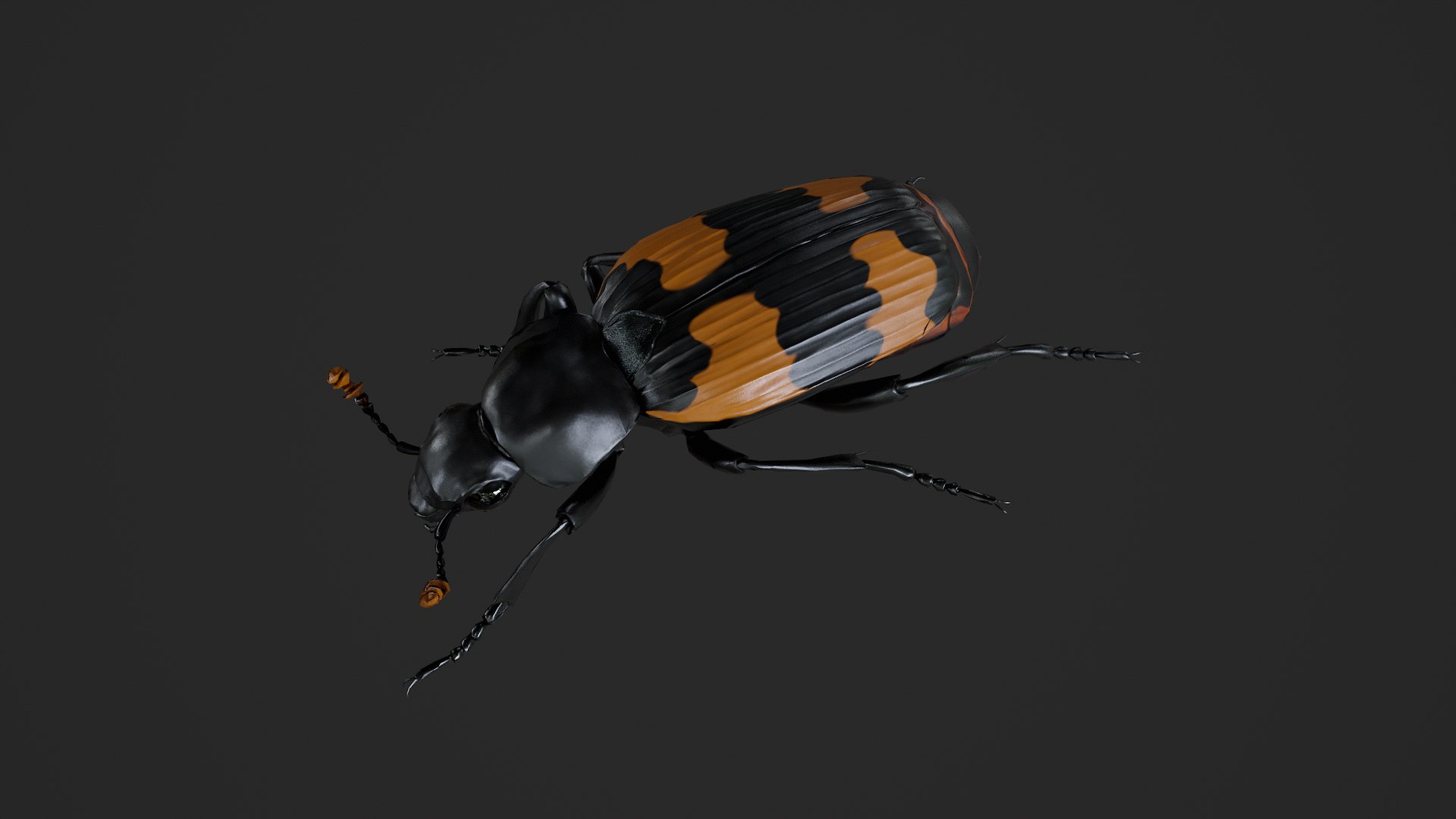 3D Burying beetle Nicrophorus japonicus https://p.turbosquid.com/ts-thumb/Ij/CLi1yE/9Q/untitled_001/png/1764407950/1920x1080/fit_q87/3835edf07cf819dfc22d4158c8f59006bffcaf1a/untitled_001.jpg