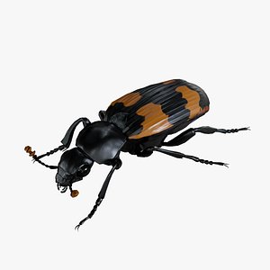 3D Burying beetle Nicrophorus japonicus