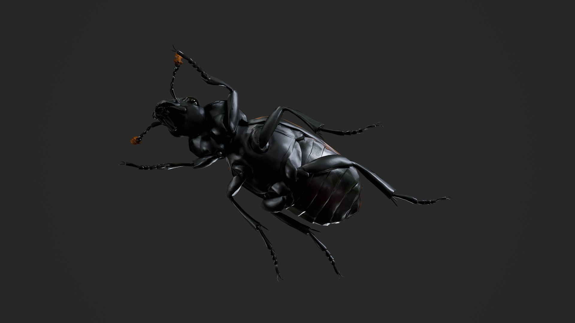 3D Burying beetle Nicrophorus japonicus https://p.turbosquid.com/ts-thumb/Ij/CLi1yE/hu/untitled_005/png/1764407952/1920x1080/fit_q87/3fcd9ed0db8cabcd3d0fa84897dcf696b3ffec27/untitled_005.jpg