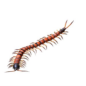 centipede rigged 3D