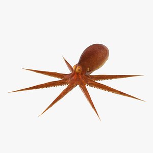 Octopus