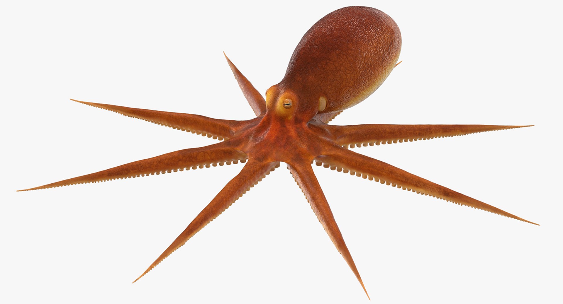 Octopus 3D model preview