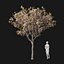 Real Trees I