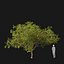 Real Trees I