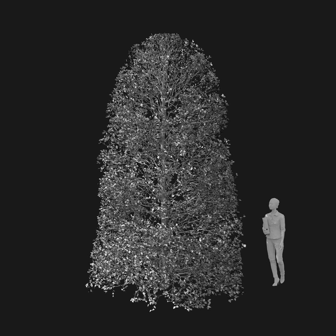 3D model Real Trees I https://p.turbosquid.com/ts-thumb/Ij/Jk2K9a/1V/vphornbeamv4wire/jpg/1684780958/1920x1080/fit_q87/fc8361f21b4c79b83a87e3dd8f2311f40567ee50/vphornbeamv4wire.jpg