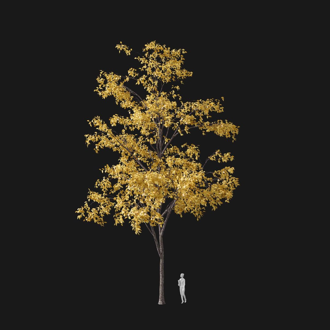 3D model Real Trees I https://p.turbosquid.com/ts-thumb/Ij/Jk2K9a/1r/vpquercosalienav4/jpg/1684780986/1920x1080/fit_q87/885fba9075068de3115a8ba07cdc6226b61a5d0e/vpquercosalienav4.jpg