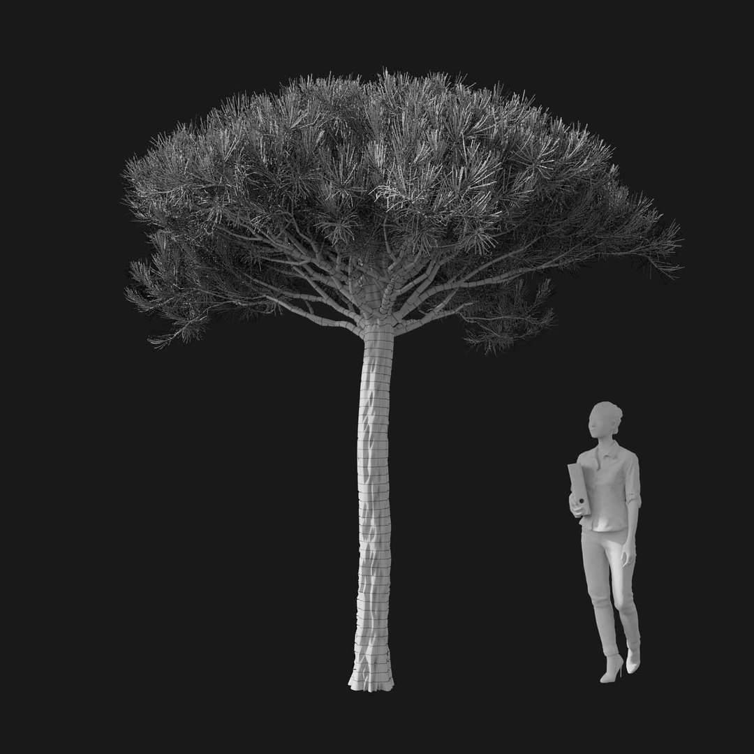 3D model Real Trees I https://p.turbosquid.com/ts-thumb/Ij/Jk2K9a/28/vppinuspineav2wire/jpg/1684780976/1920x1080/fit_q87/9d75bd15c39d8bd1c3e40fe62bdf0f4522c6bfbb/vppinuspineav2wire.jpg