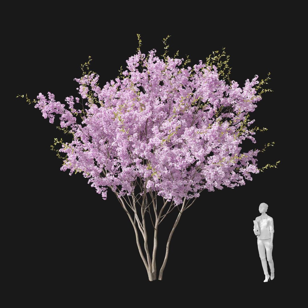 3D model Real Trees I https://p.turbosquid.com/ts-thumb/Ij/Jk2K9a/3c/vpcherryblossomv1/jpg/1684780947/1920x1080/fit_q87/ff72bfe7a90fb28b904550d3a5a2752681ca0092/vpcherryblossomv1.jpg