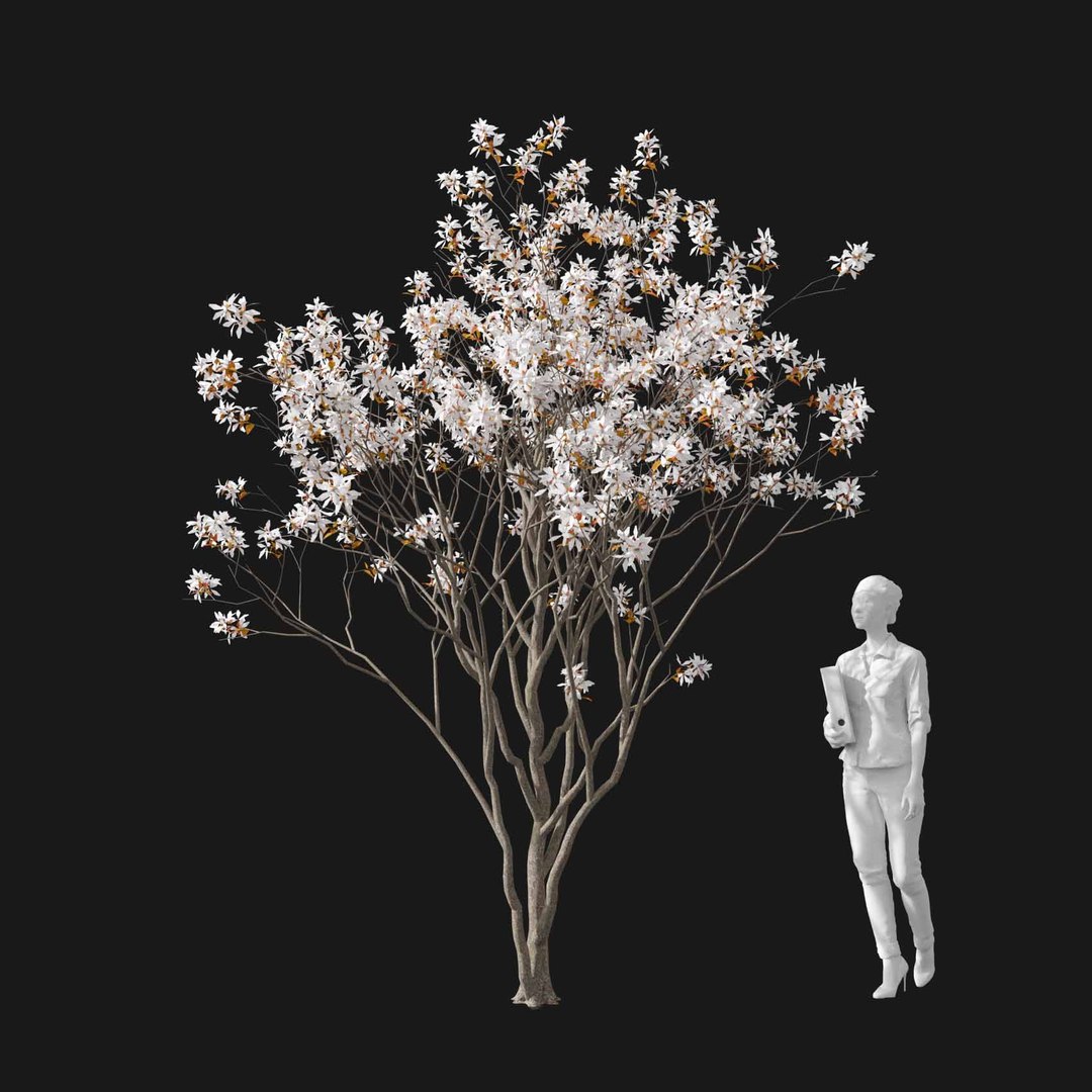 3D model Real Trees I https://p.turbosquid.com/ts-thumb/Ij/Jk2K9a/4J/vpamelanchiercanadensisv4/jpg/1684780946/1920x1080/fit_q87/a69f83f00ccd4eec285129182179951bda7ad6b7/vpamelanchiercanadensisv4.jpg