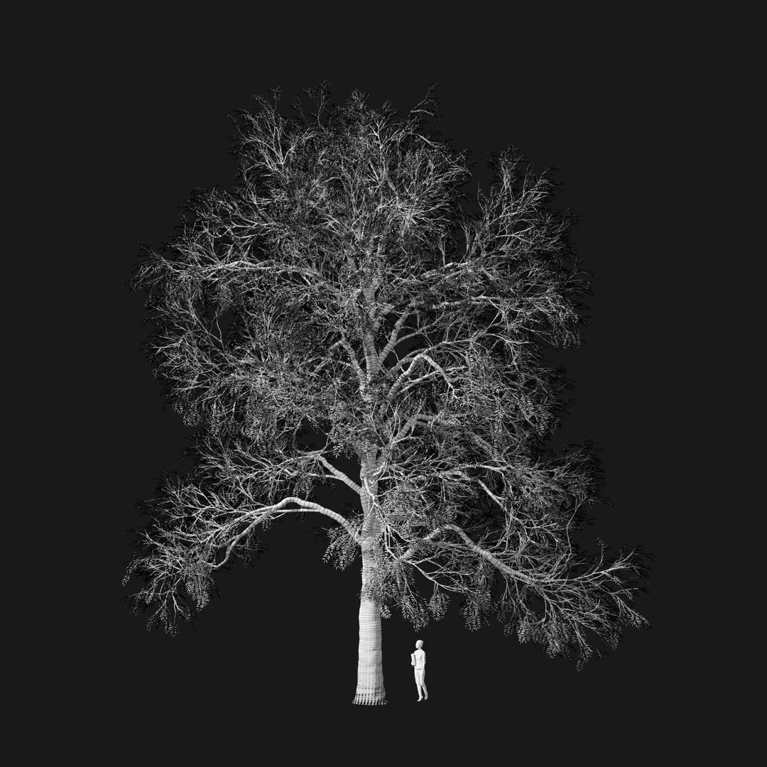 3D model Real Trees I https://p.turbosquid.com/ts-thumb/Ij/Jk2K9a/5q/vpfraxinusexcelsiorv4wire/jpg/1684780954/1920x1080/fit_q87/057ab14e2c8f9ec254c1eb03fadba06f437680ad/vpfraxinusexcelsiorv4wire.jpg