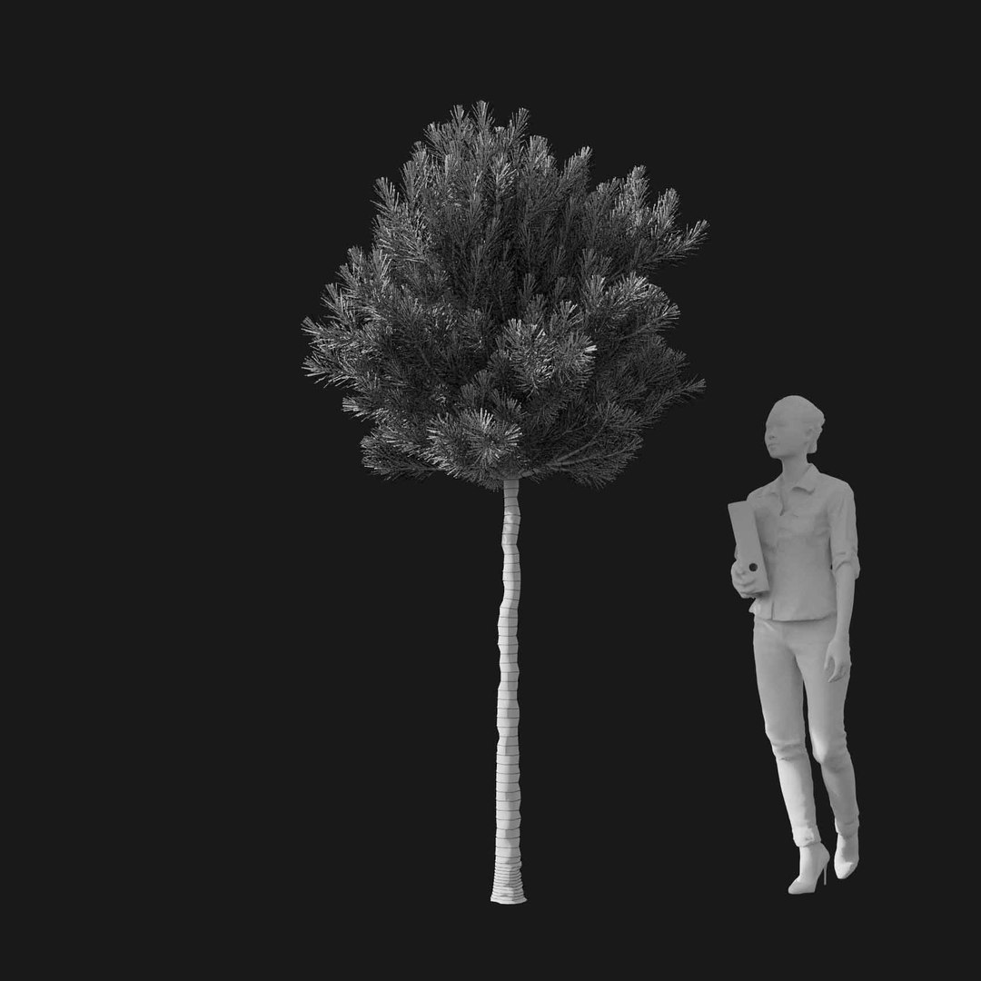 3D model Real Trees I https://p.turbosquid.com/ts-thumb/Ij/Jk2K9a/5w/vppinusmugov3wire/jpg/1684780973/1920x1080/fit_q87/22d57d55d3df773a0ead1e1a740811a4b6ed2c96/vppinusmugov3wire.jpg