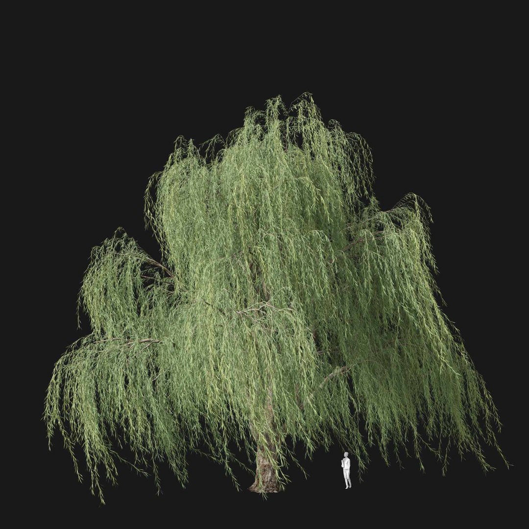 3D model Real Trees I https://p.turbosquid.com/ts-thumb/Ij/Jk2K9a/6g/vpweepingwillowv3/jpg/1684780995/1920x1080/fit_q87/c2556578128510e98ccad53de924e687a06caba3/vpweepingwillowv3.jpg