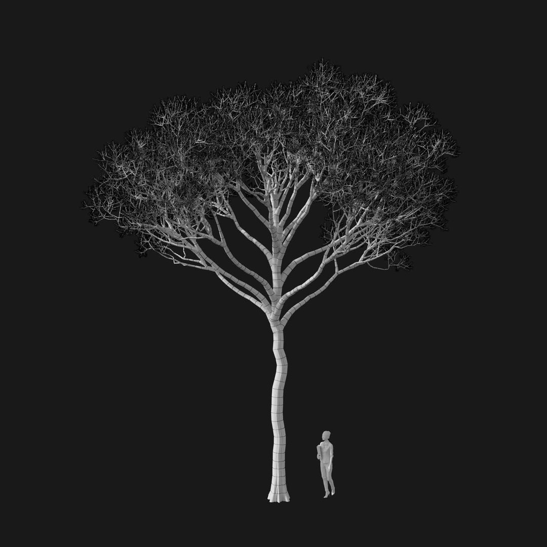 3D model Real Trees I https://p.turbosquid.com/ts-thumb/Ij/Jk2K9a/7P/vppinuspineav4wire/jpg/1684780978/1920x1080/fit_q87/af77c8e156186ace17a251d8ad3ea7506df416bc/vppinuspineav4wire.jpg