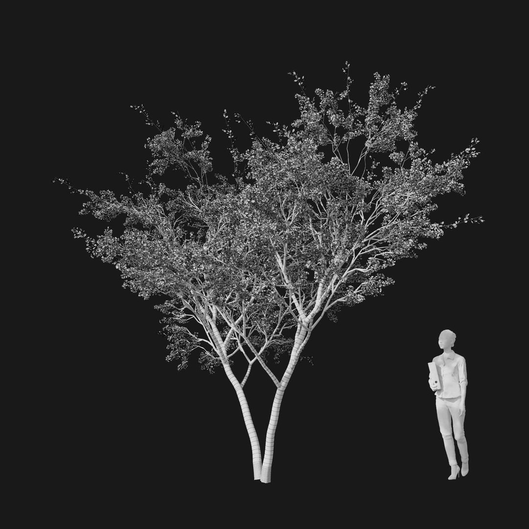 3D model Real Trees I https://p.turbosquid.com/ts-thumb/Ij/Jk2K9a/7Q/vpcherryblossomv2wire/jpg/1684780948/1920x1080/fit_q87/270141905a5e81bc0c65b76bdd6a502755de32b2/vpcherryblossomv2wire.jpg