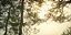 Real Trees I