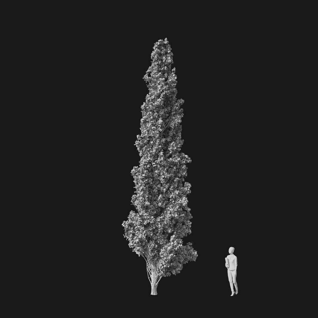 3D model Real Trees I https://p.turbosquid.com/ts-thumb/Ij/Jk2K9a/8V/vpquercusroburv1wire/jpg/1684780987/1920x1080/fit_q87/c87bef718ce2dfced7a43dab0d27a81f0898f848/vpquercusroburv1wire.jpg