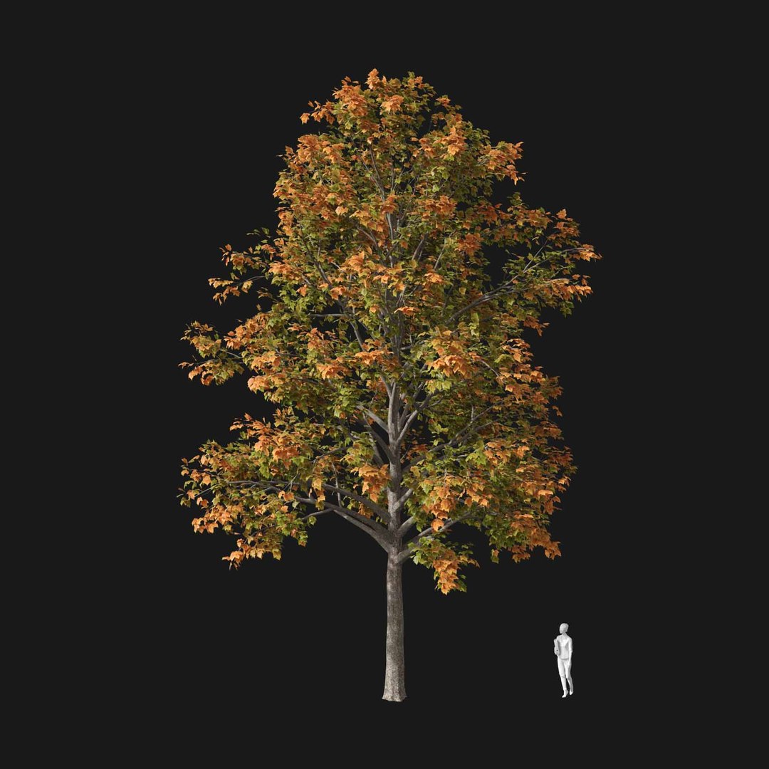 3D model Real Trees I https://p.turbosquid.com/ts-thumb/Ij/Jk2K9a/8c/vpacerrubrumv2/jpg/1684780937/1920x1080/fit_q87/deecb7c4382fd08a2c2c6493cd7ff17c256e1d22/vpacerrubrumv2.jpg