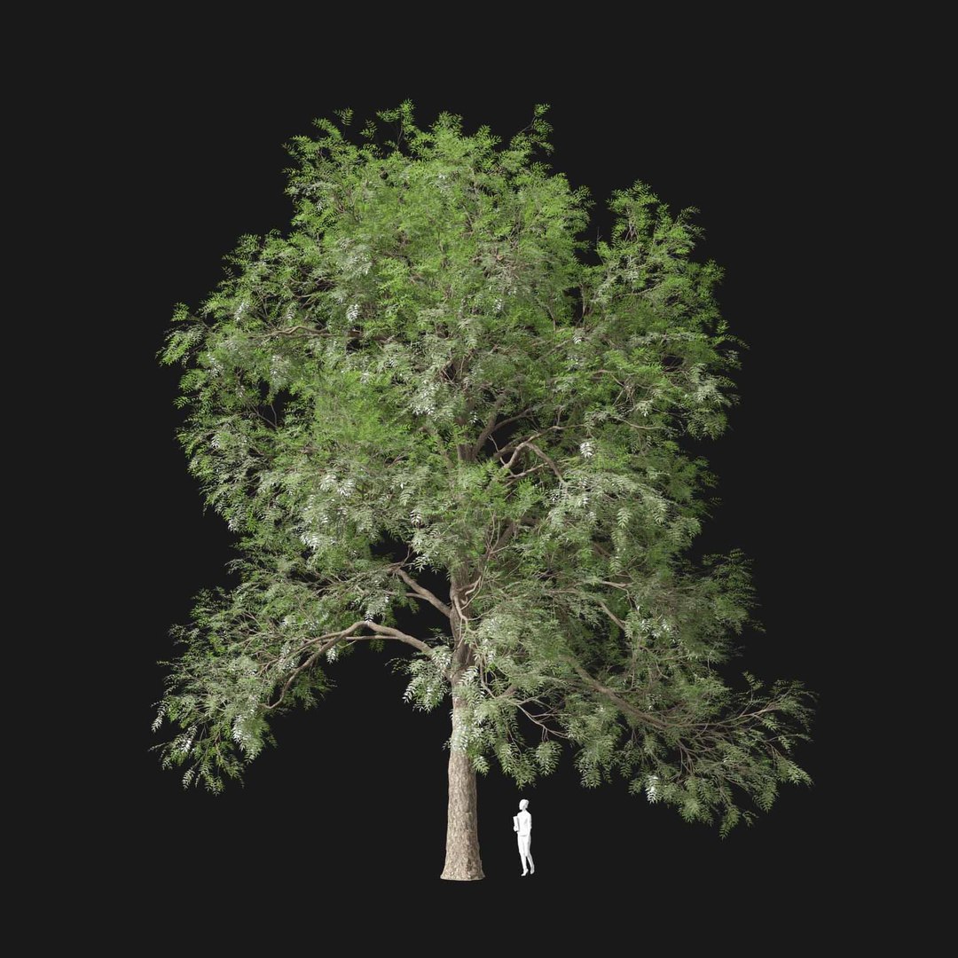 3D model Real Trees I https://p.turbosquid.com/ts-thumb/Ij/Jk2K9a/91/vpfraxinusexcelsiorv4/jpg/1684780954/1920x1080/fit_q87/fd43c16bddf3f9aa47f243ae037a6fa3d2706b03/vpfraxinusexcelsiorv4.jpg